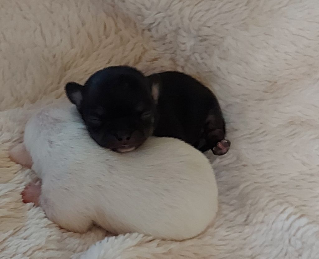 De Castel Nevez Des Embruns - Chiot disponible  - Chihuahua