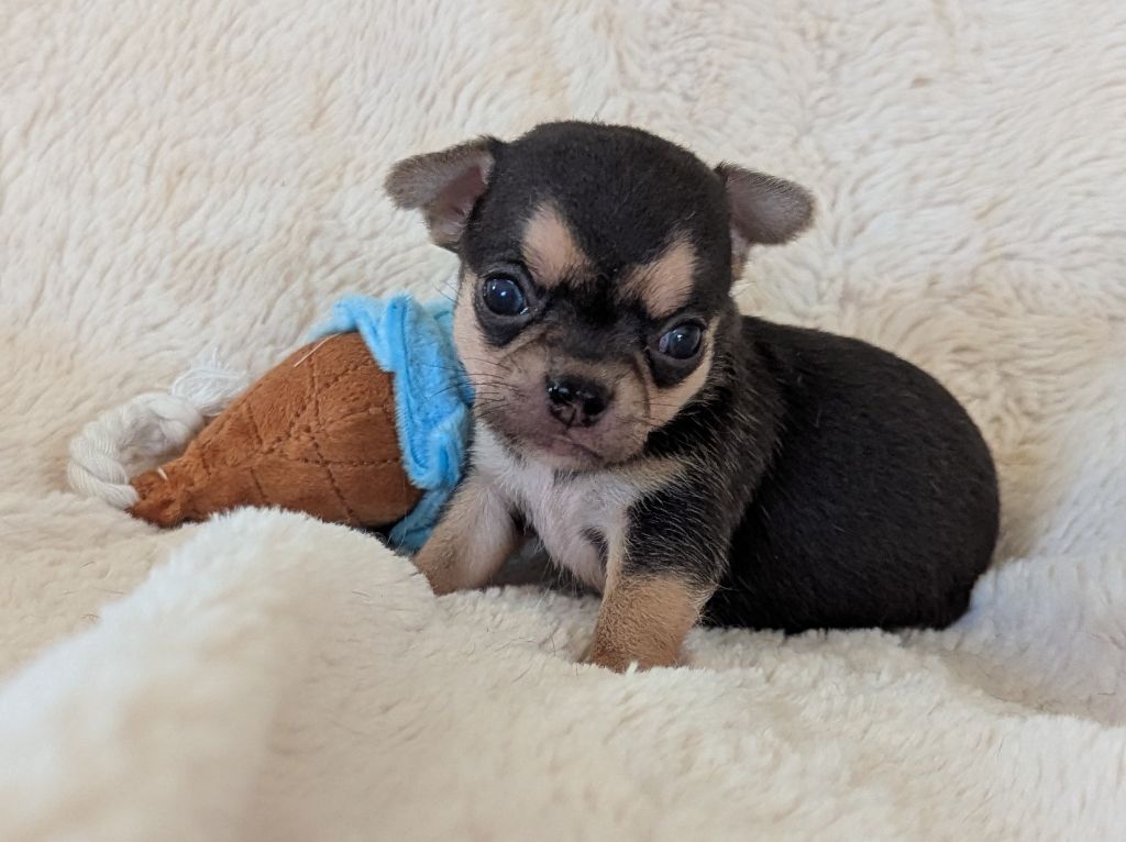 De Castel Nevez Des Embruns - Chiots disponibles - Chihuahua