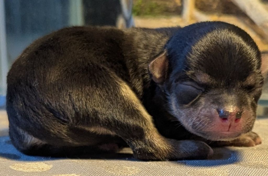 De Castel Nevez Des Embruns - Chiots disponibles - Chihuahua