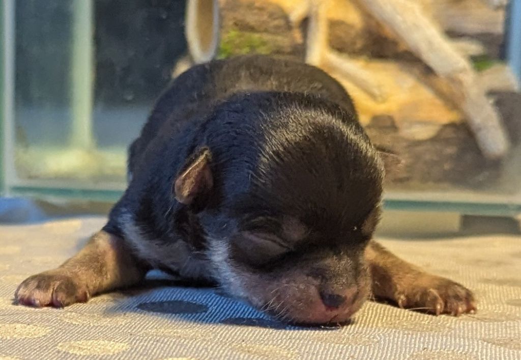 De Castel Nevez Des Embruns - Chiots disponibles - Chihuahua