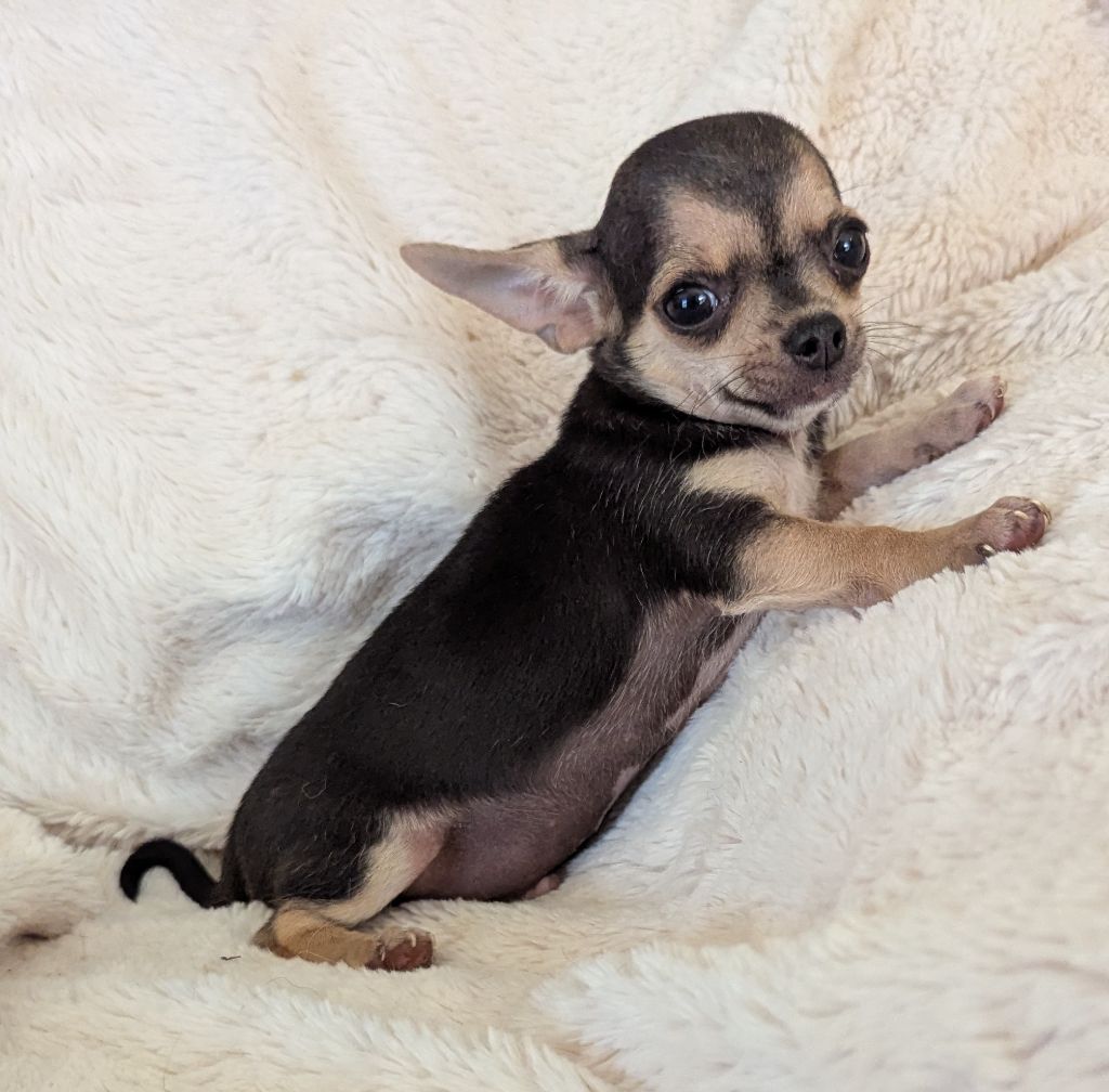 De Castel Nevez Des Embruns - Chiots disponibles - Chihuahua