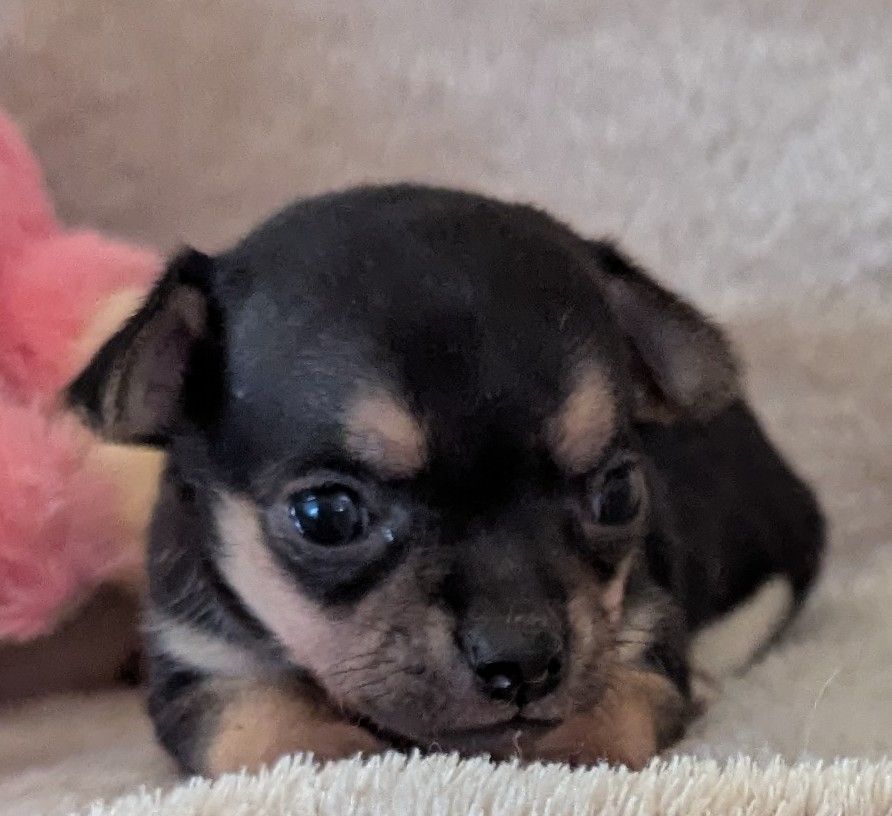 De Castel Nevez Des Embruns - Chiots disponibles - Chihuahua