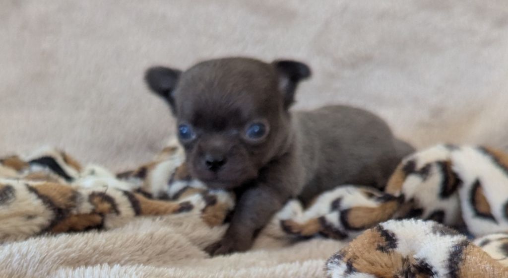 De Castel Nevez Des Embruns - Chiots disponibles - Chihuahua