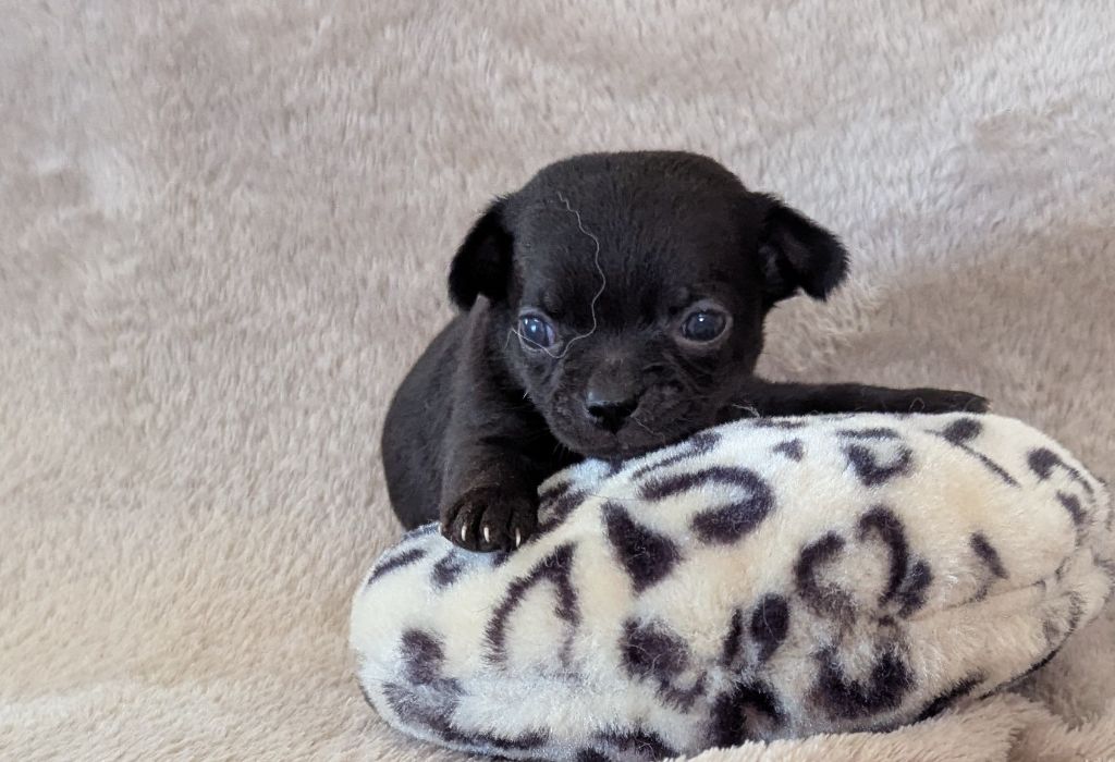 De Castel Nevez Des Embruns - Chiots disponibles - Chihuahua